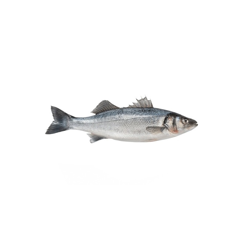 Levrek (Dicentrarchus labrax)
