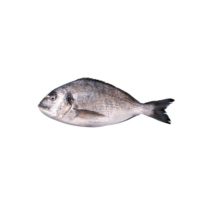 Çipura (Sparus aurata)