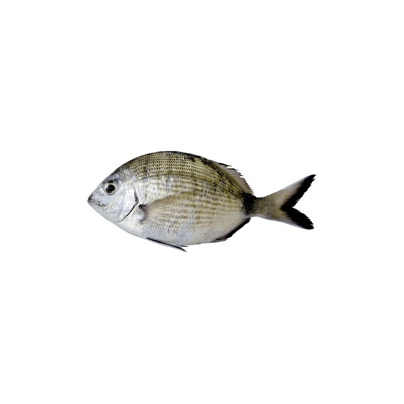 Karagöz (Diplodus vulgaris)
