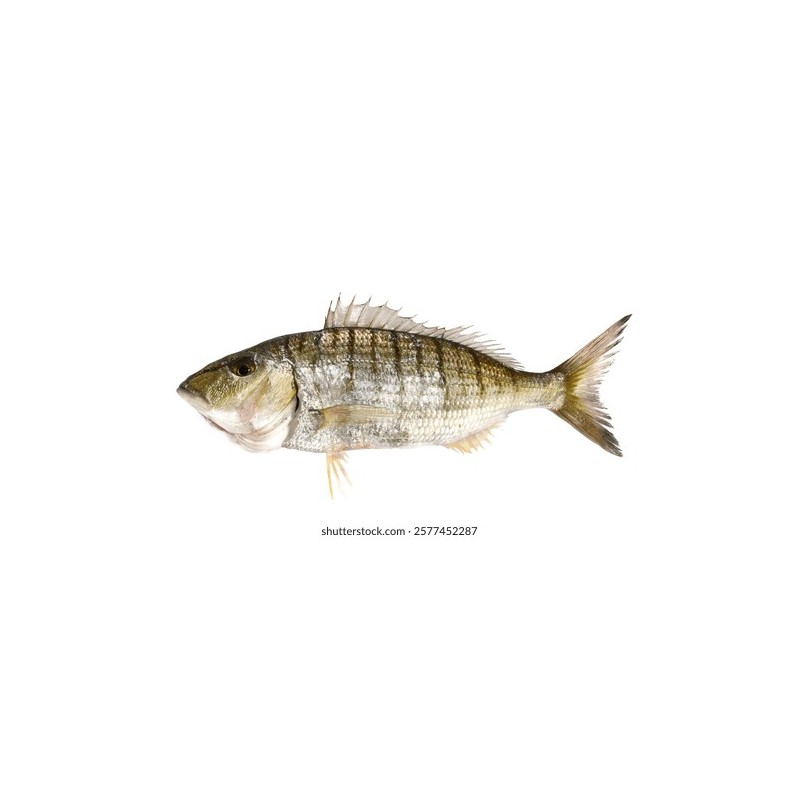 Mırmır (Lithognathus mormyrus)
