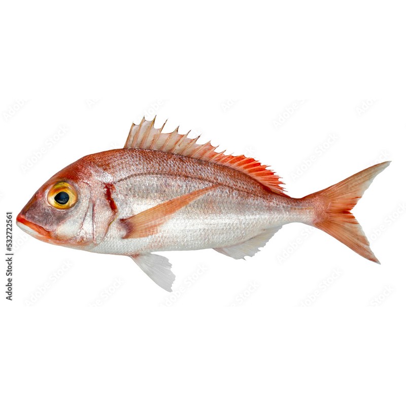 Alyanak (Kırma Mercan) (Pagellus erythrinus)
