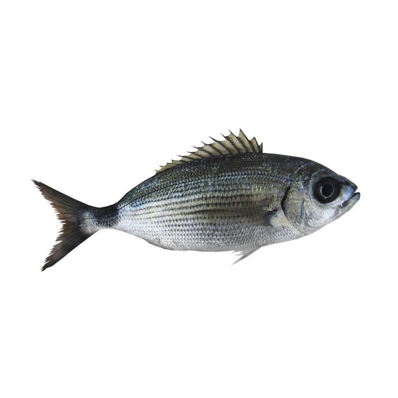 Melanur (Oblada melanura)