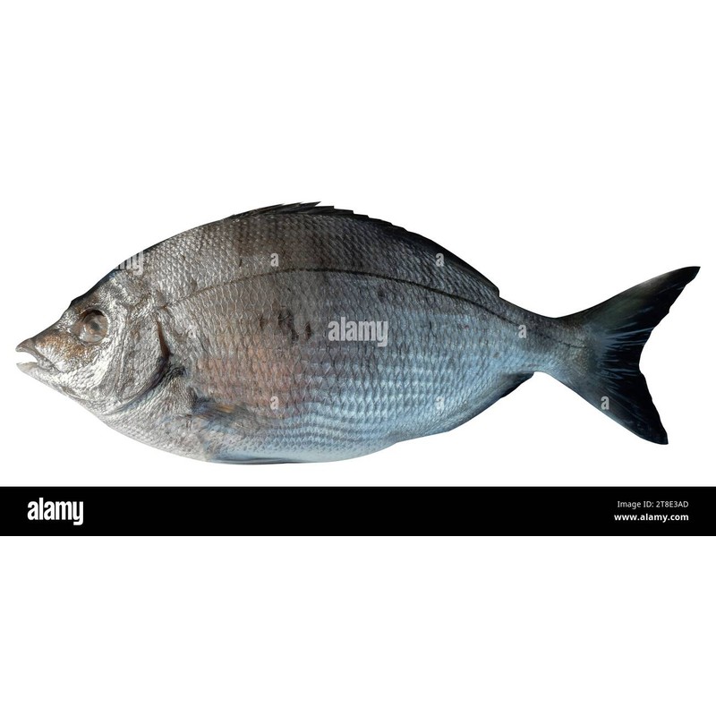 Sivriburun Karagöz (Diplodus puntazzo)