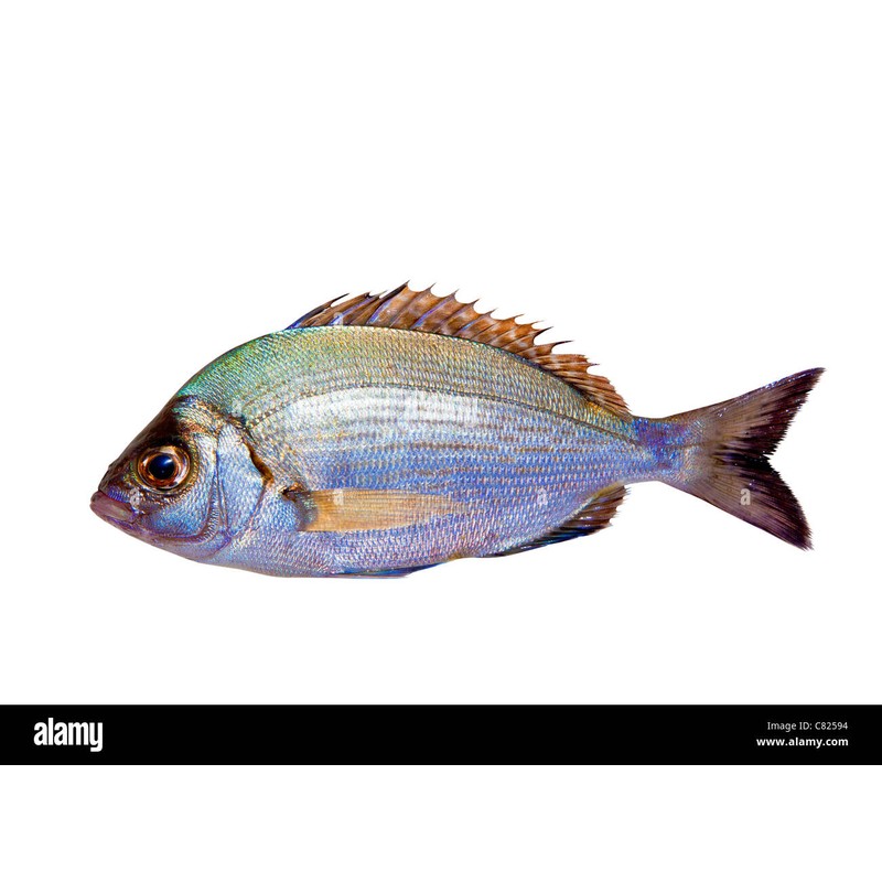 Sargoz (Diplodus sargus)