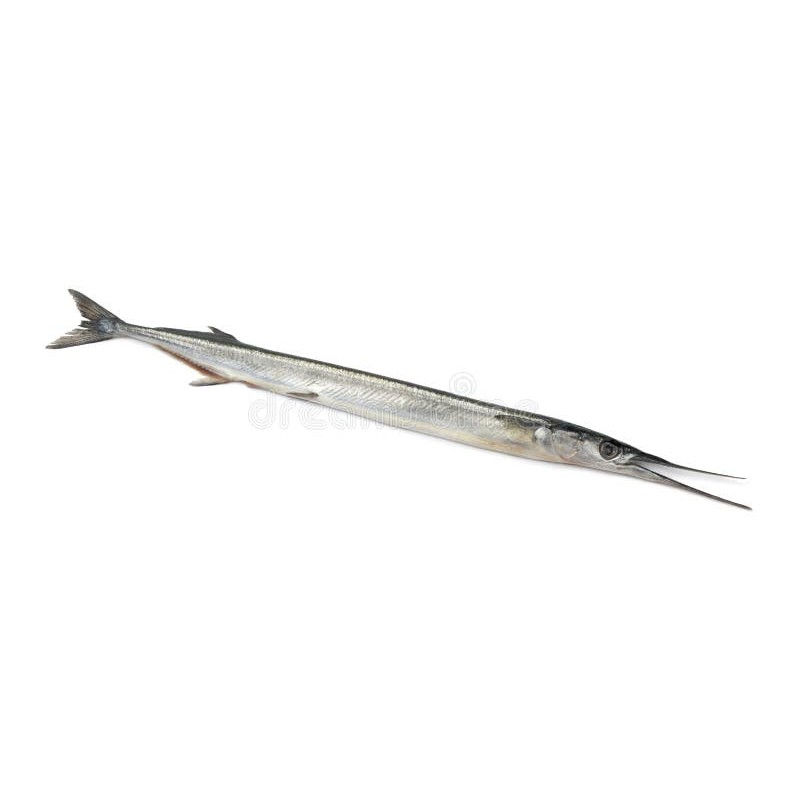 Zargana (Belone belone)