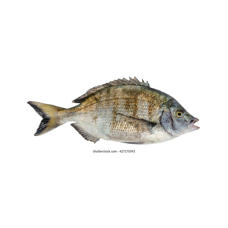 İsparoz (Diplodus annularis)