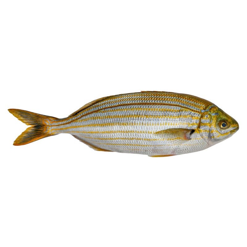 Sarpa (Salpa) (Sarpa salpa)