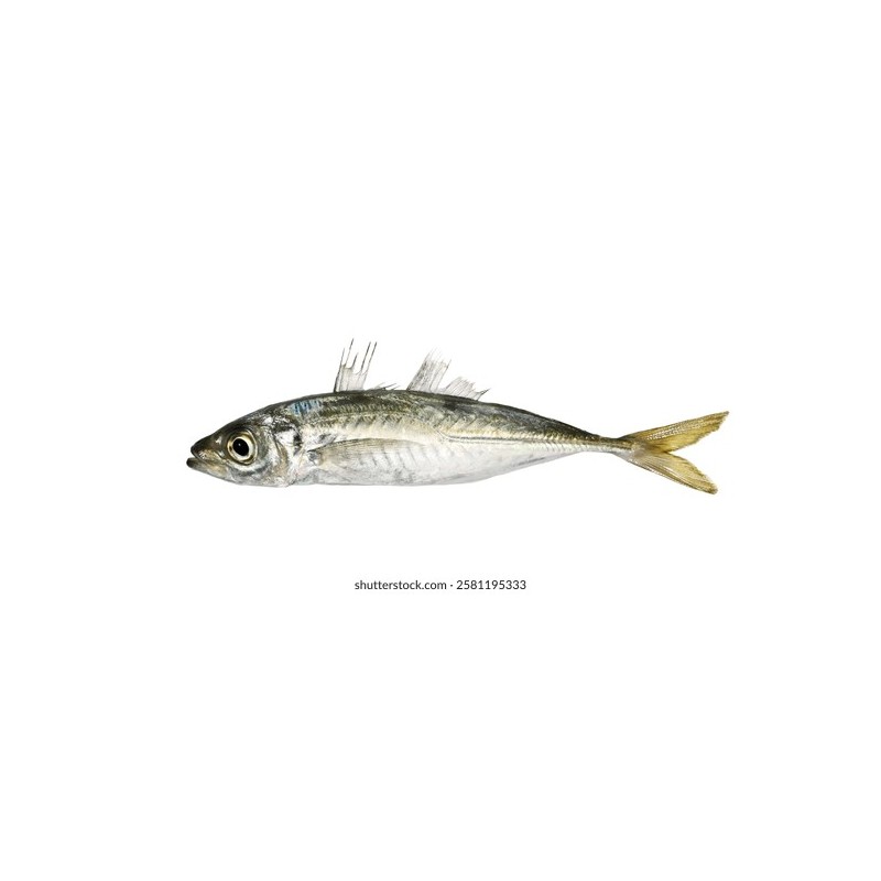 İstavrit (Trachurus mediterraneus)