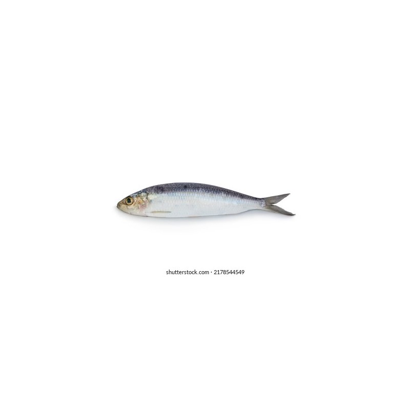 Sardalya (Sardina pilchardus)