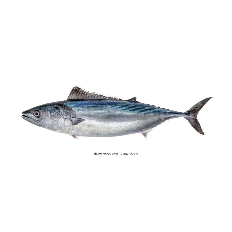 Palamut (Sarda sarda)