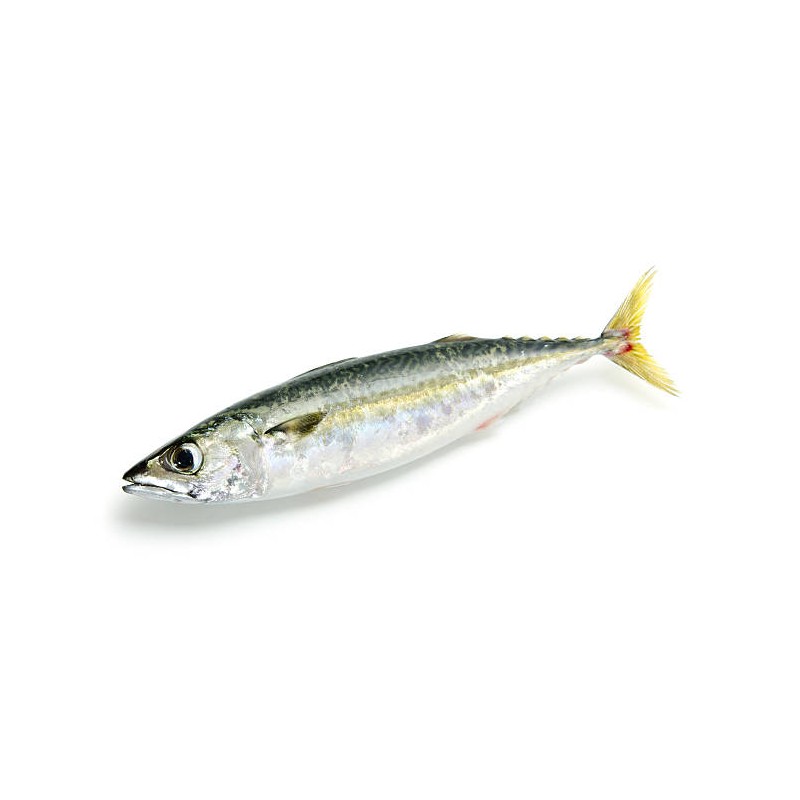 Kolyoz (Scomber colias)