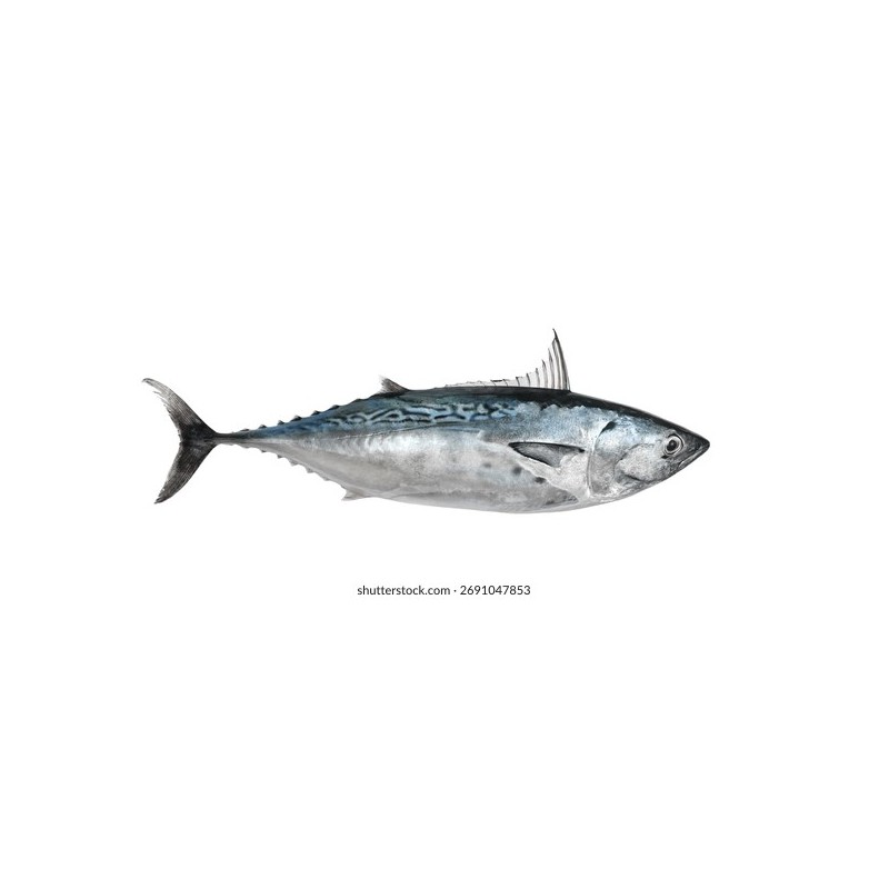 Yazılı Orkinos (Euthynnus alletteratus)