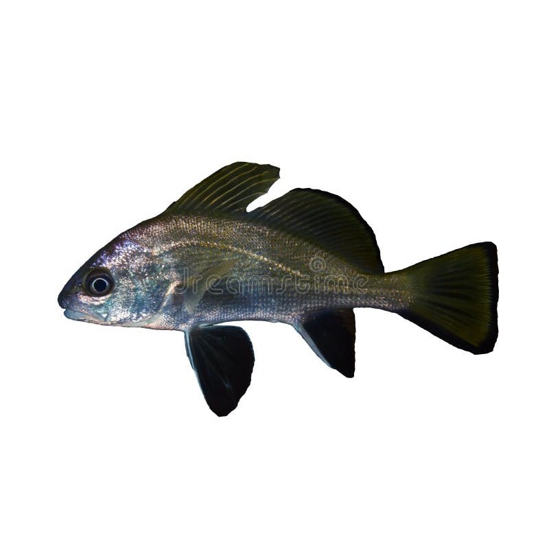 Eşkina (Sciaena umbra)