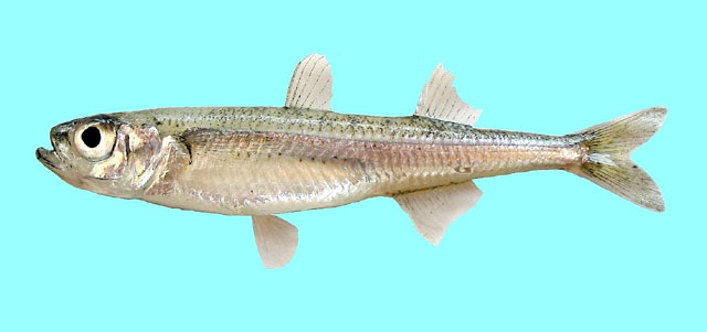 Aterin-Gümüş (Atherina boyeri)