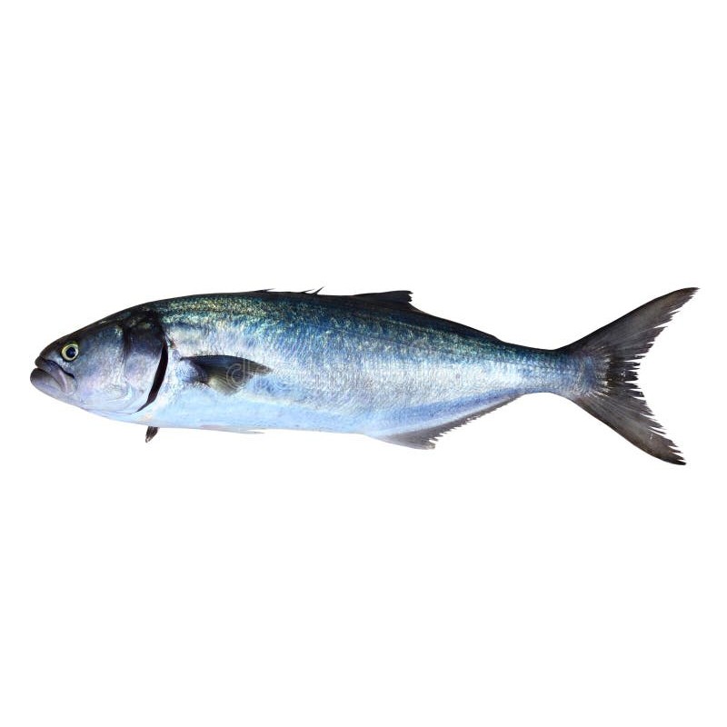 Çinekop (Pomatomus saltatrix (juv.))