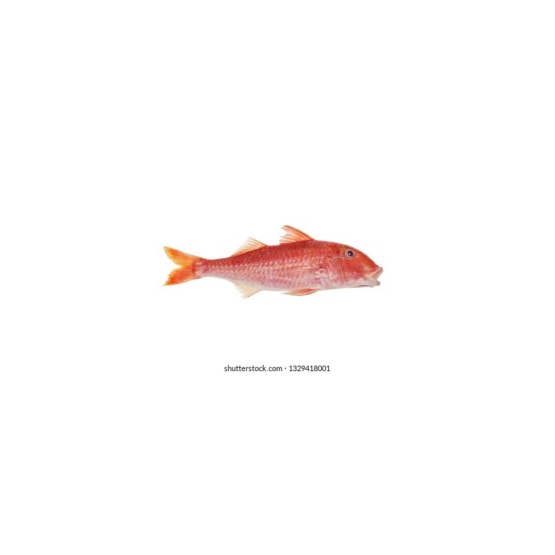 Barbun (Mullus barbatus)