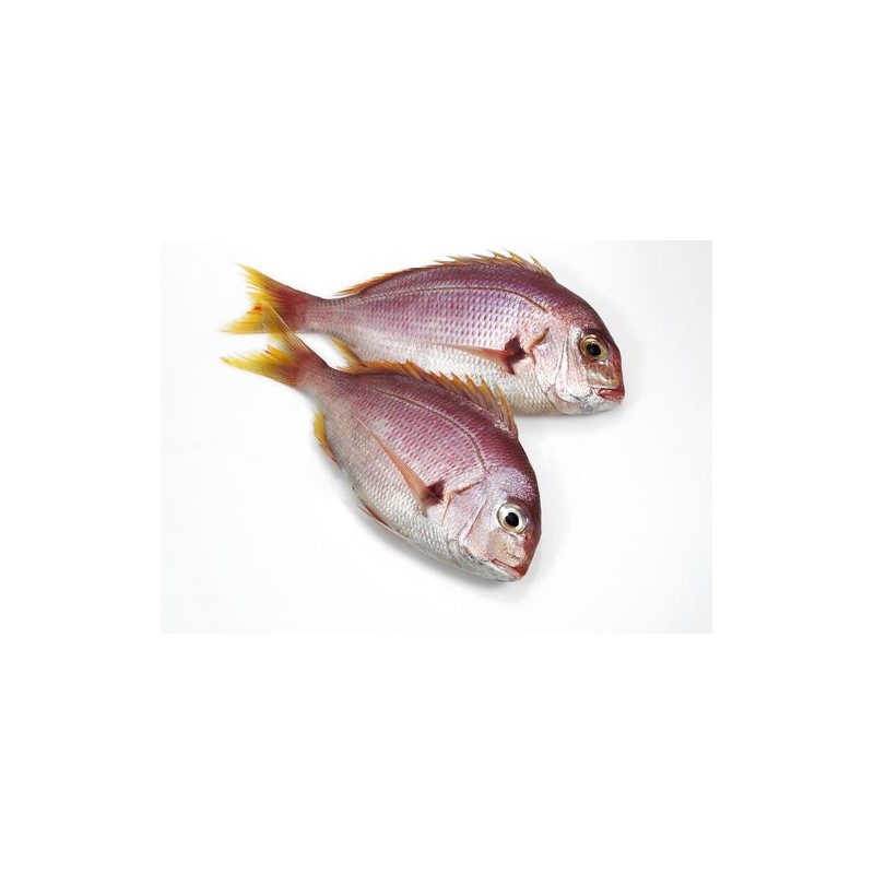 Antenli Mercan (Pagellus bogaraveo)