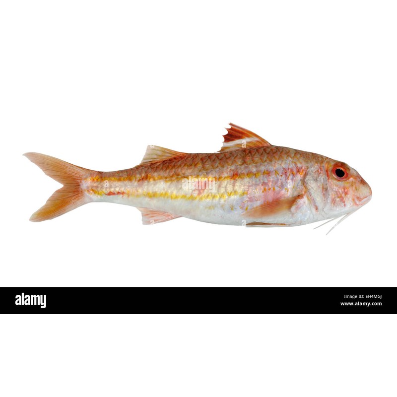 Tekir (Mullus surmuletus)