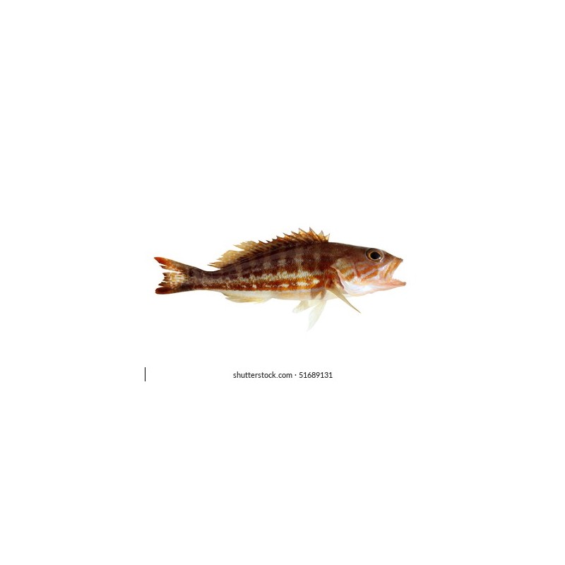 Hani/Hanos (Serranus cabrilla)