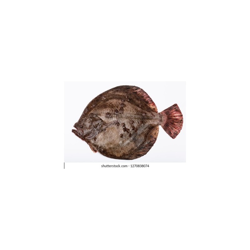 Kalkan (Scophthalmus maximus)