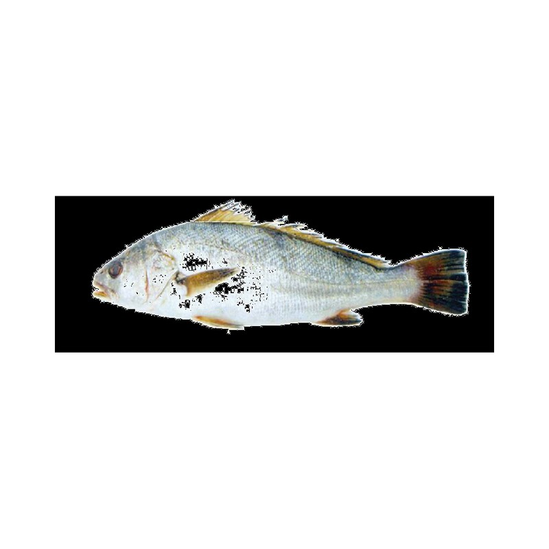 Minekop (Kötek) (Umbrina cirrosa)