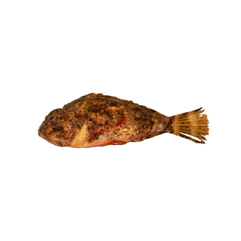 İskorpit (Scorpaena porcus)