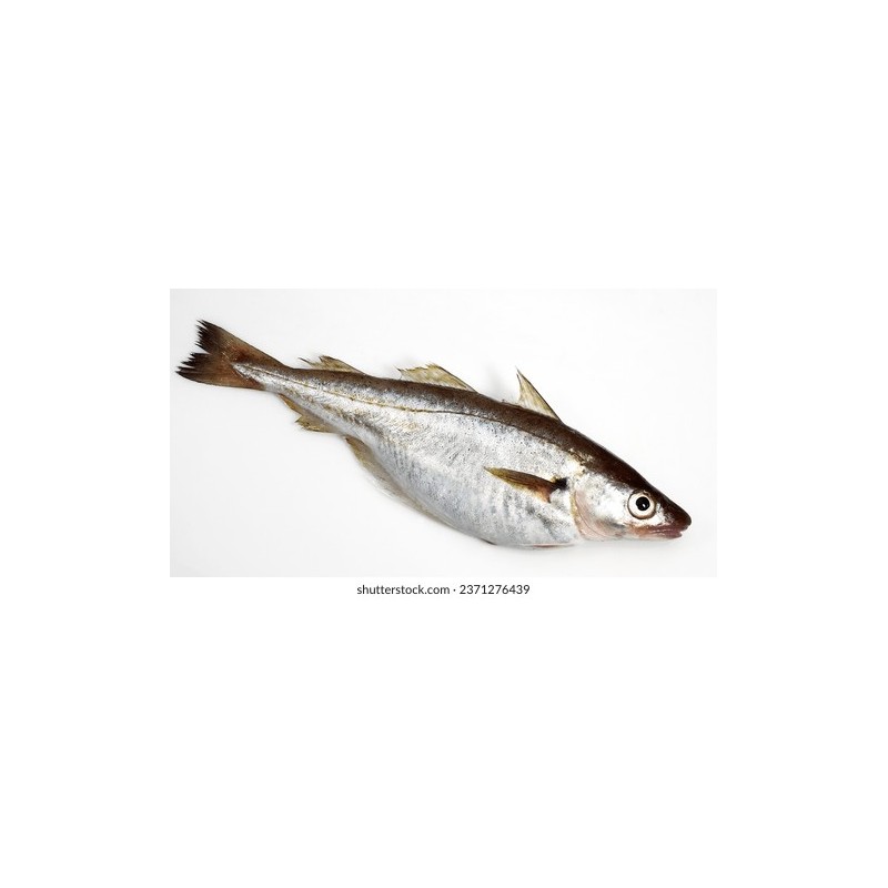 Mezgit (Merlangius merlangus)