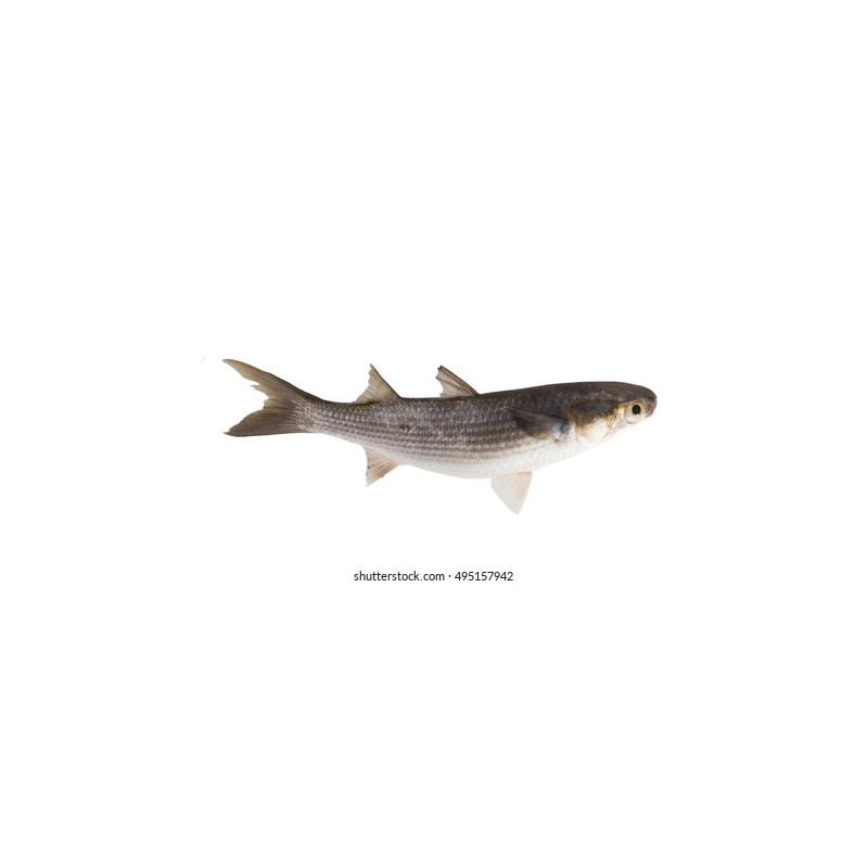 Kefal (Mugil cephalus)