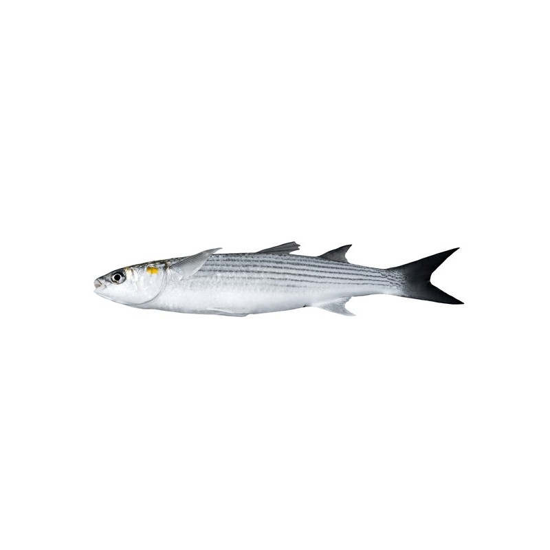 Sarıkulak Kefal (Chelon auratus)