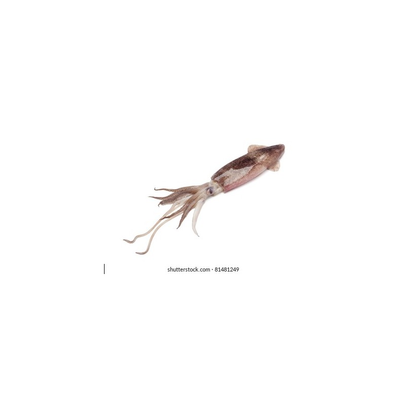 Kalamar (Loligo vulgaris)