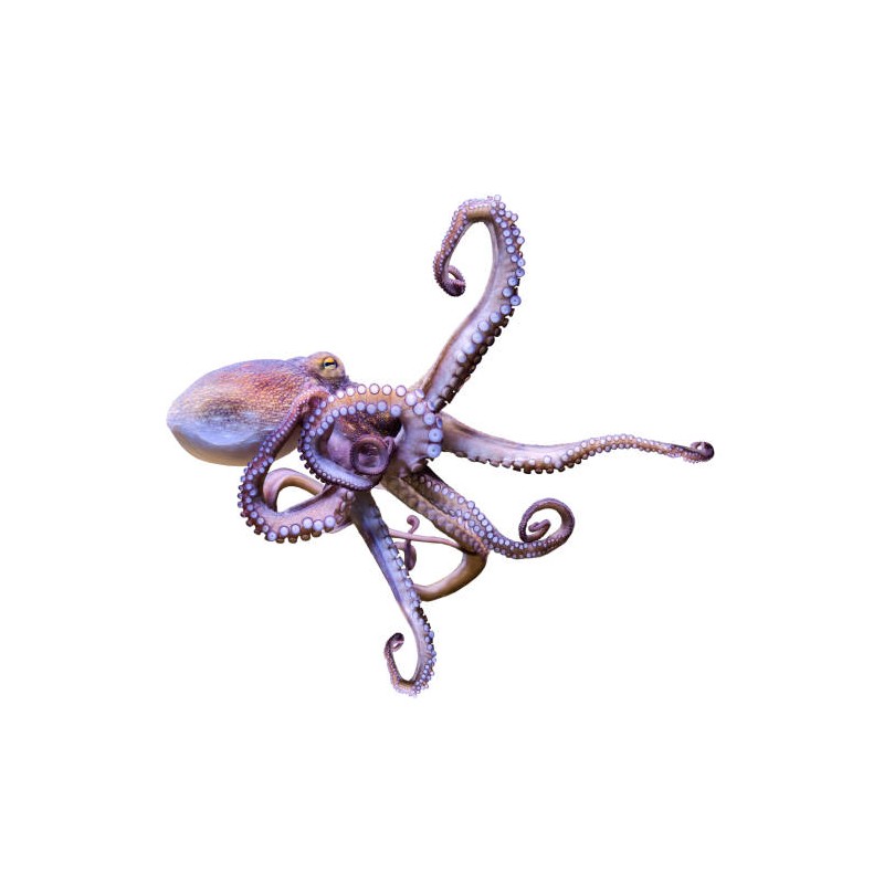 Ahtapot (Octopus vulgaris)