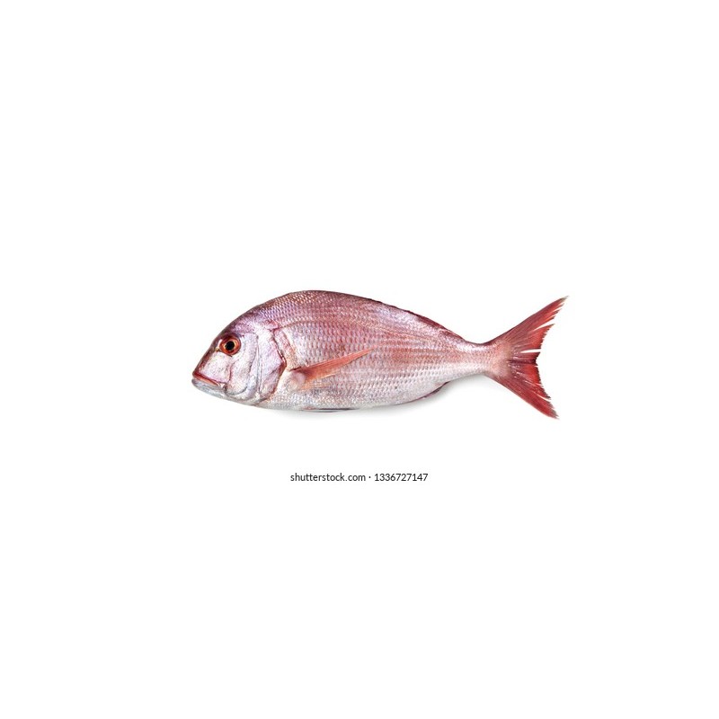 Trança (Dentex gibbosus)