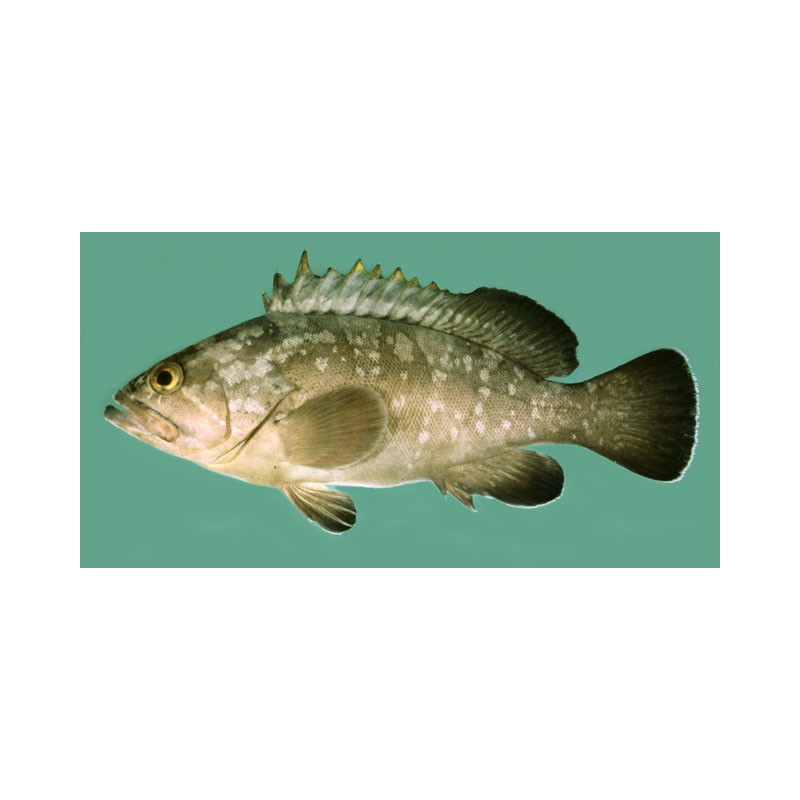 Orfoz (Epinephelus marginatus)