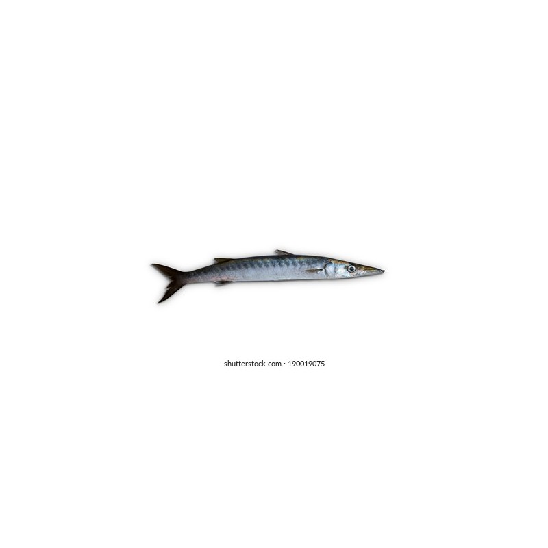 Baraküda (Sphyraena viridensis)