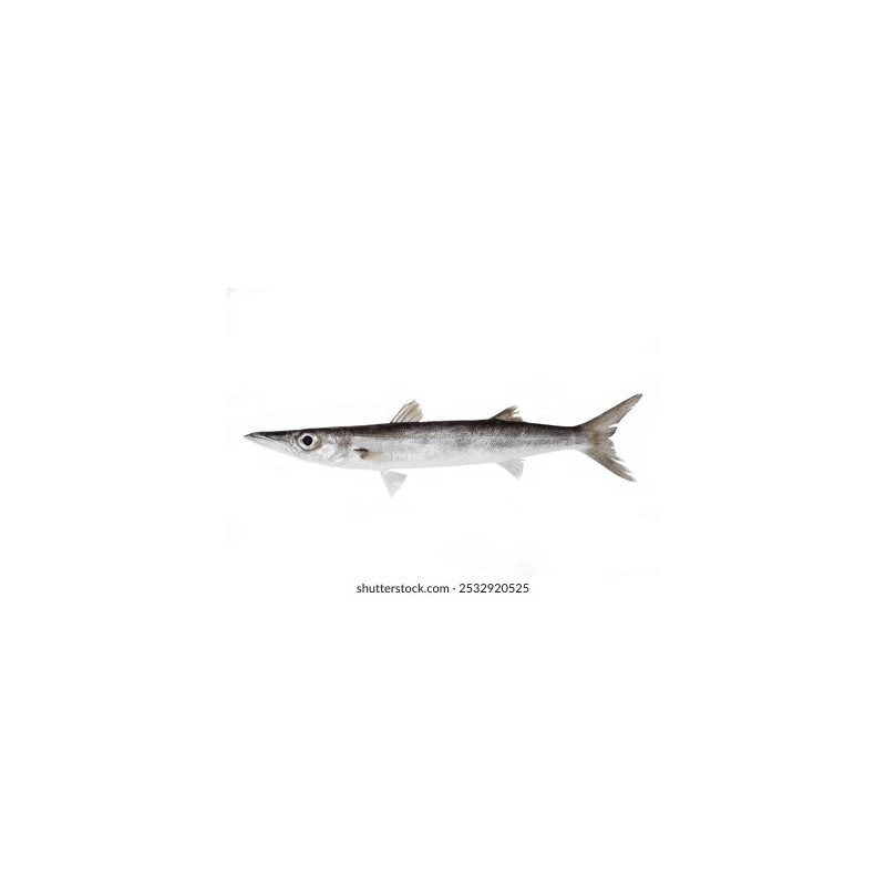 İskarmoz (Sphyraena sphyraena)
