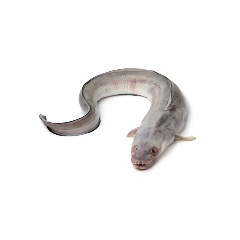 Mığrı (Deniz Yılanı) (Conger conger)