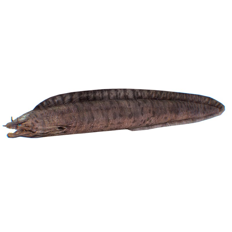 Müren (Muraena helena)