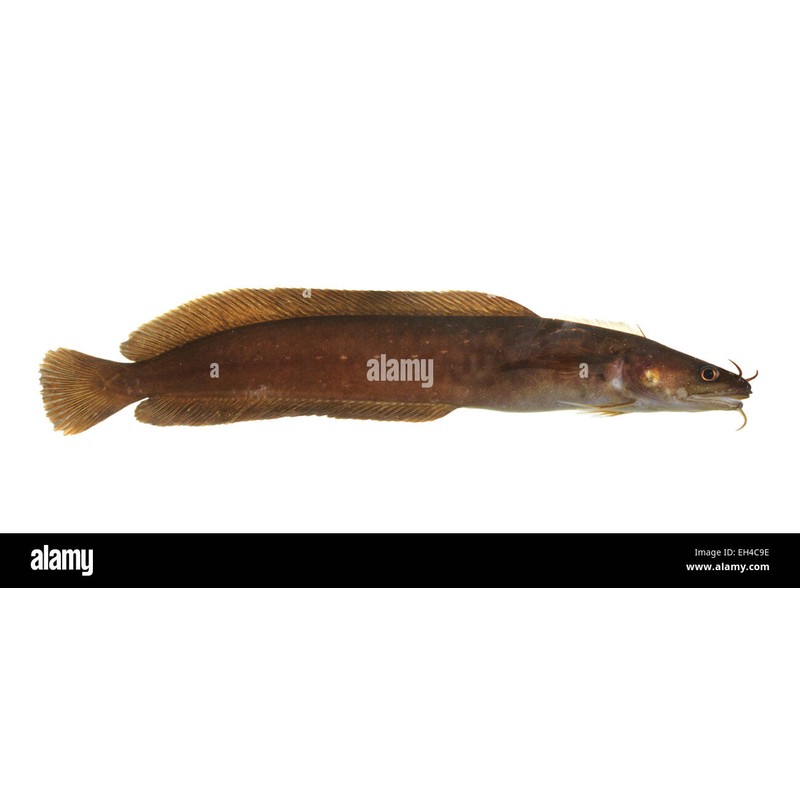 Gelincik (Gaidropsarus mediterraneus)