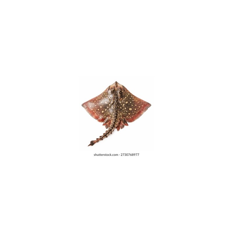 Vatoz (Dasyatis pastinaca)