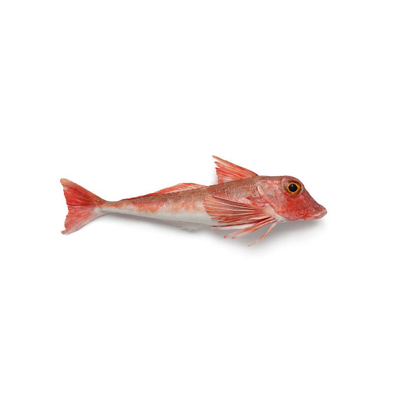 Kırlangıç (Chelidonichthys lucerna)