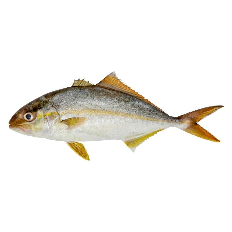 Akya (Sarıkuyruk) (Seriola dumerili)
