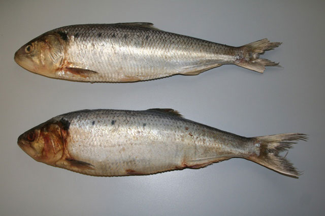Tirsi (Alosa fallax)