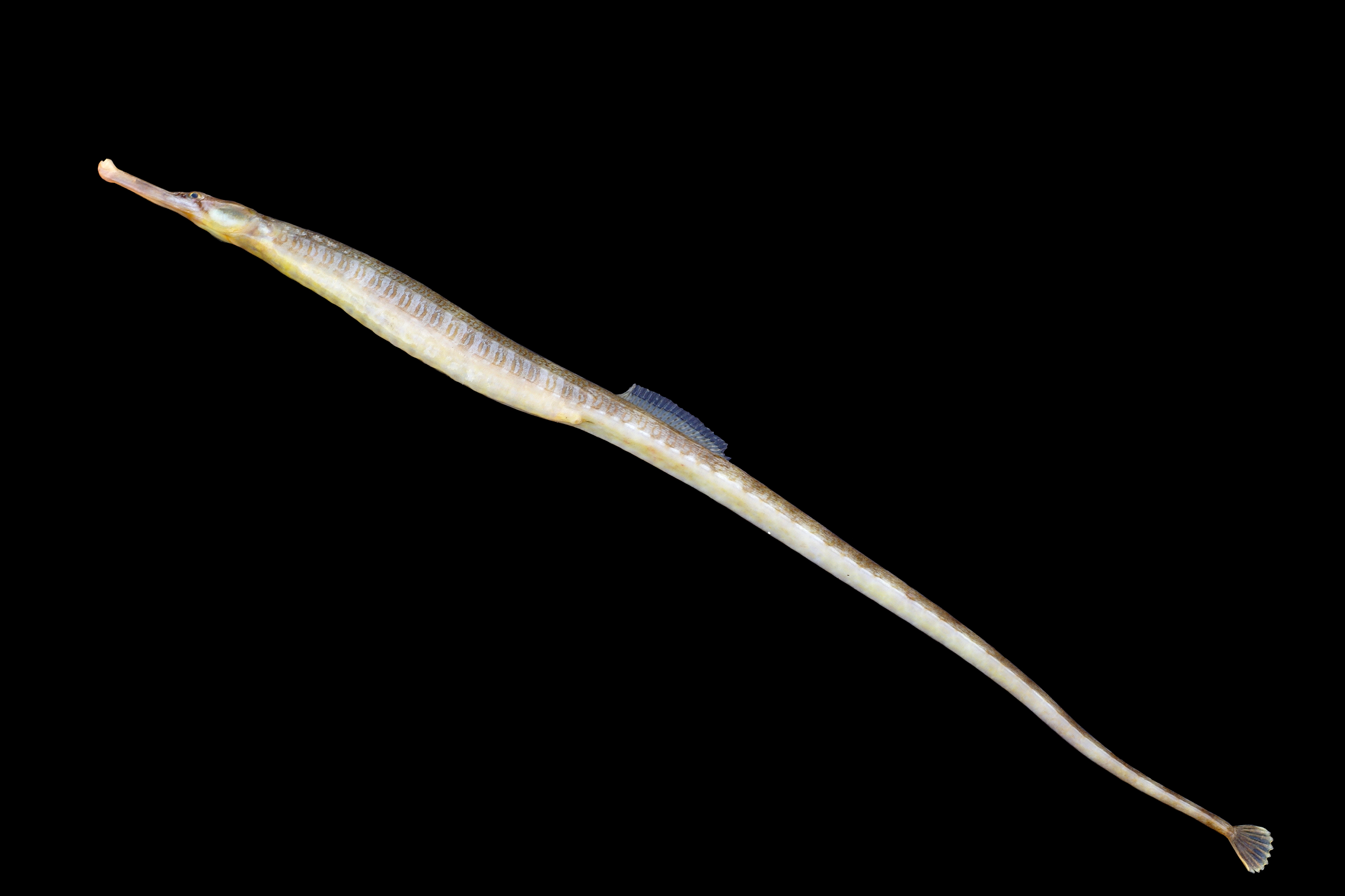 Deniz İğnesi (Syngnathus acus)