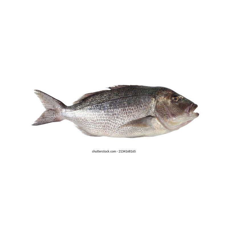 Sinarit (Dentex dentex)