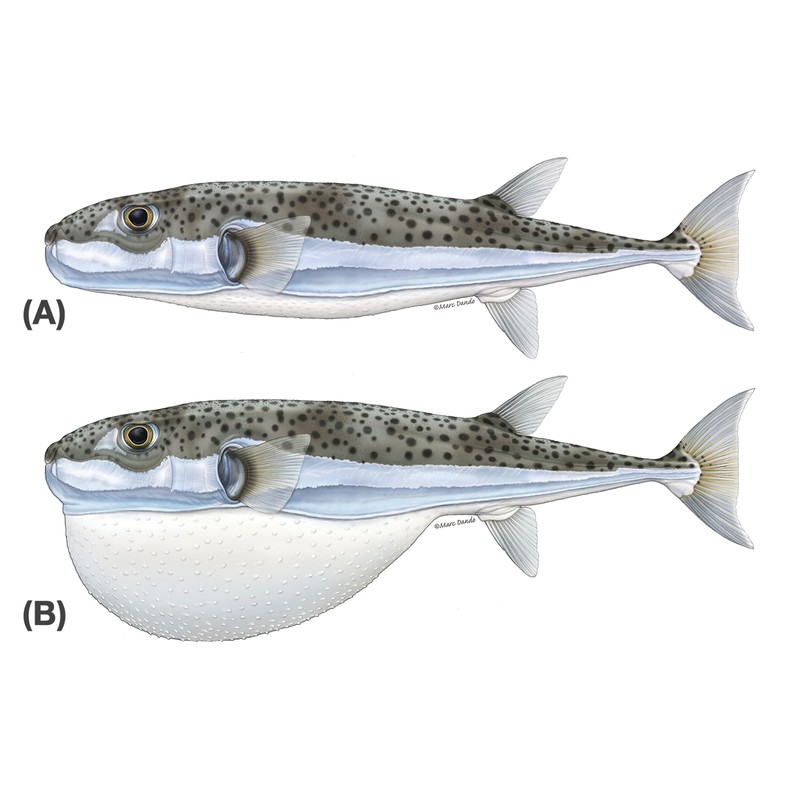 Balon Balığı (Lagocephalus sceleratus)