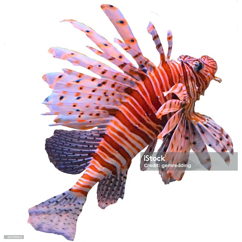 Aslan Balığı (Pterois miles)