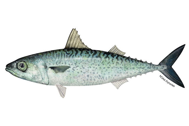 Trakun (Tral) (Caranx crysos)