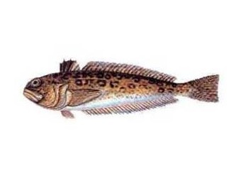 Kurbağa Balığı (Uranoscopus scaber)