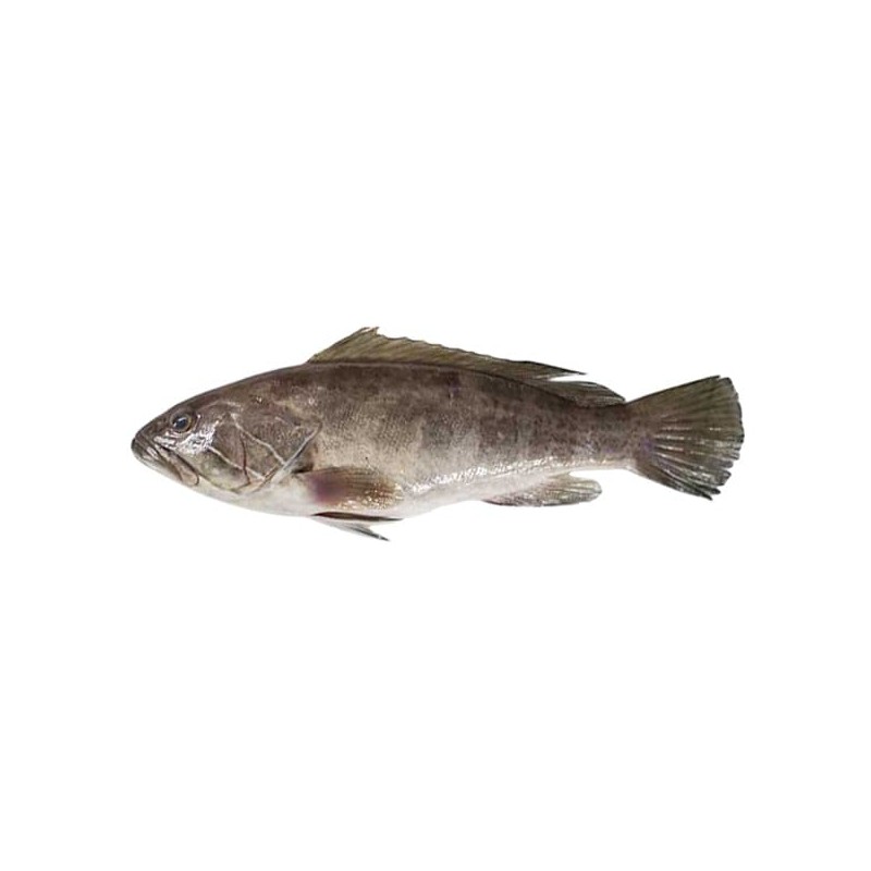 Grida (Lagos/Lahoz) (Epinephelus aeneus)