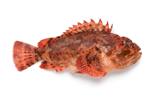 Lipsoz (Scorpaena scrofa)